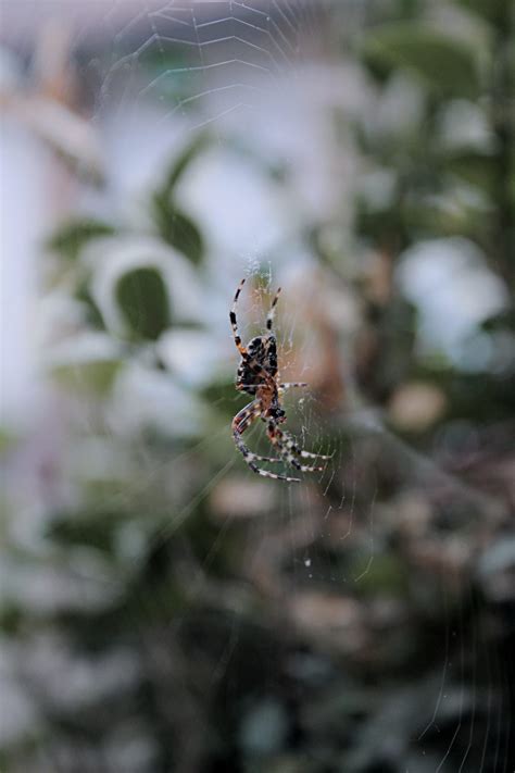 Full Guide For Understanding Colorado Springs Spiders