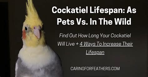 Cockatiel Lifespan In The Wild Vs. Captivity - CaringForFeathers