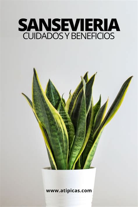 C Mo Cuidar La Sansevieria Trifasciata