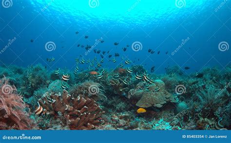 Bannerfish on a coral reef stock photo. Image of scenes - 85403354