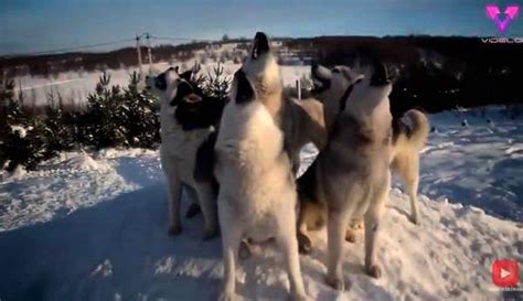 Un Grupo De Huskys Improvisa Un “cumpleaños Feliz”