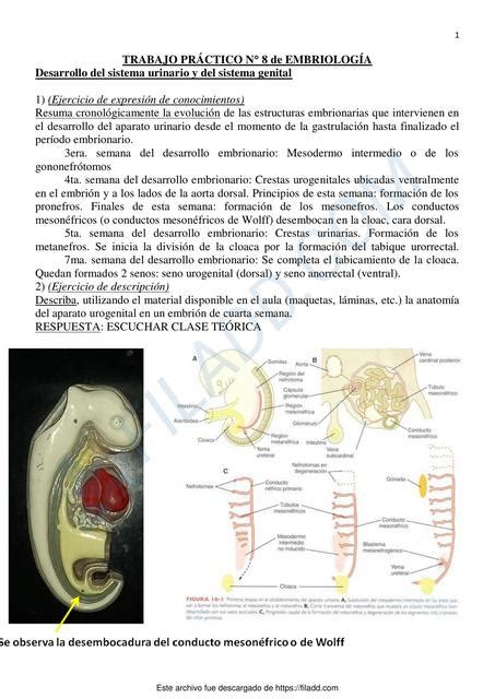 Trabajo practicó N8 Embriología resuelta Francisca uDocz