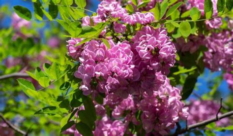 Robinia Pseudoacacia Facts Benefits Grow Care Tips