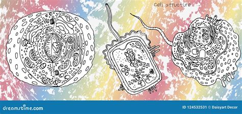 Bacterial Anatomy Anatomical Charts And Posters