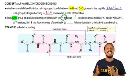 Are Alpha Helices Stabilized By H Bonds Deals | head.hesge.ch