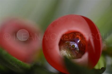 Macro Monday - Tisa fruit (Taxus baccata) - Virily