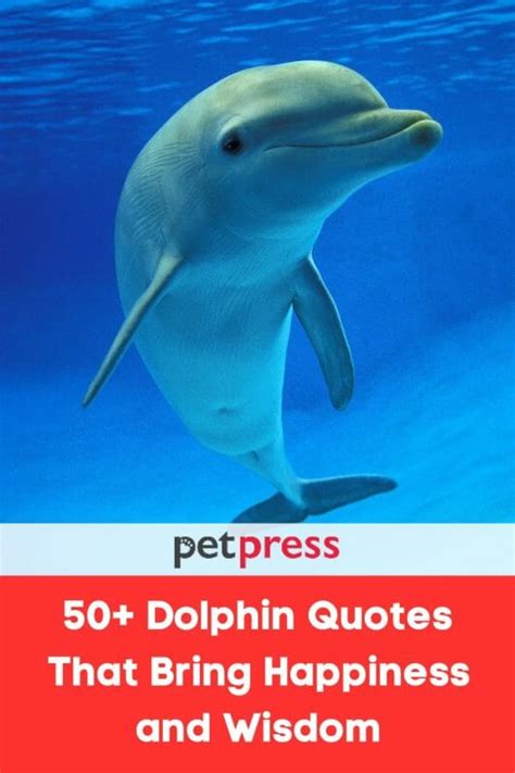 50 Dolphin Quotes That Bring Happiness And Wisdom Petpress