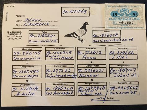 bert camphuis janssen pigeons | One of the greatest Camphuis breeders