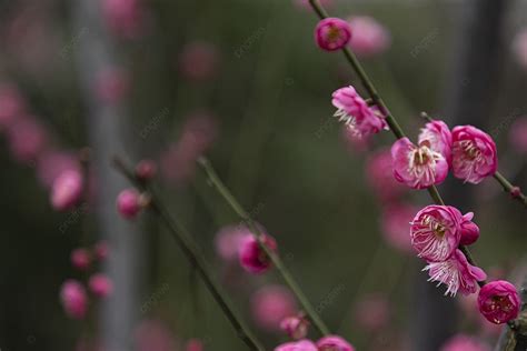 Crecimiento De La Planta De Ciruela Del Clima Del Festival De Primavera