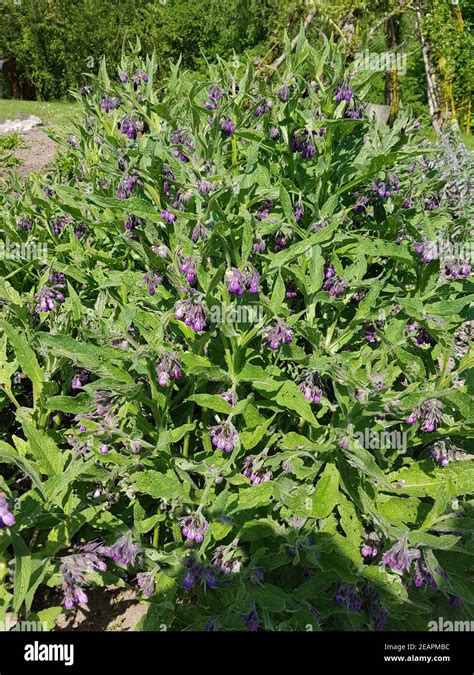 Beinwell Symphytum Officinale Stock Photo Alamy