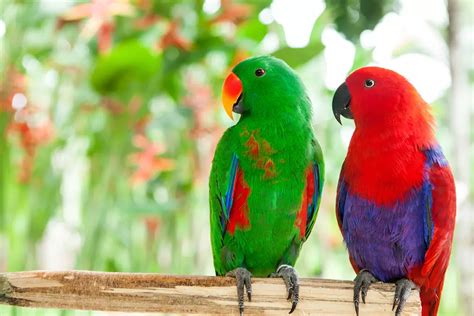 What Color Is a Parrot? - My Bird Garden