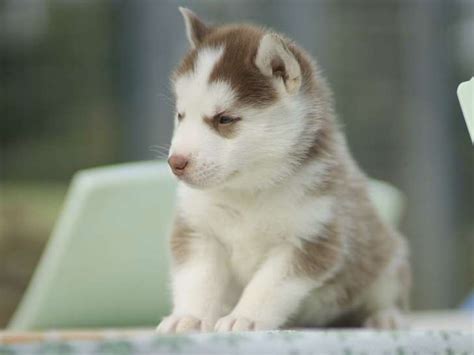 Réserver un chiot mâle Husky de Sibérie LOF Petite Annonce chien