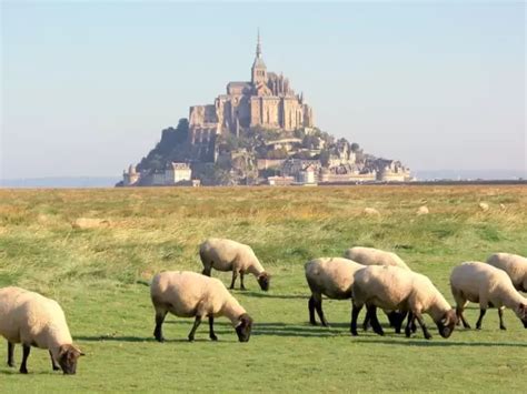 L agneau de prés salés du Mont Saint Michel Guide Gastronomie Vacances