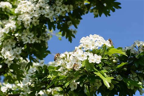 How To Grow And Care For Hawthorn Trees Simplym Press