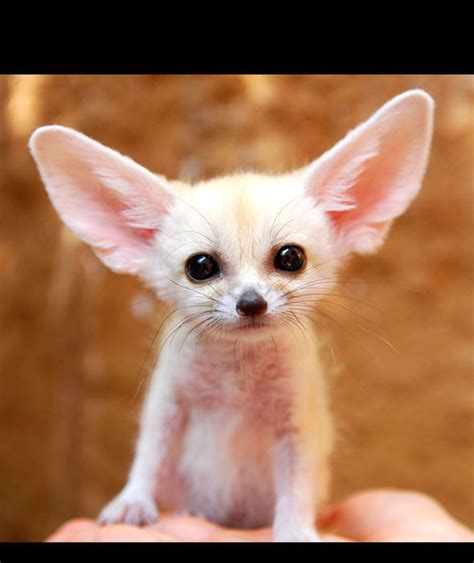 Fennec Fox These Tiny Nocturnal Foxes Reside In The Heart Of The