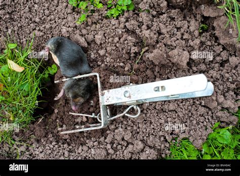 Humane Mole Traps