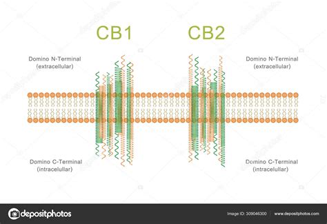 Estructura de los receptores cannabinoides CB1 y CB2 vector, gráfico ...