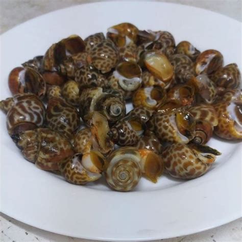 Kerang Macan 500 Gram Frozen Lazada Indonesia