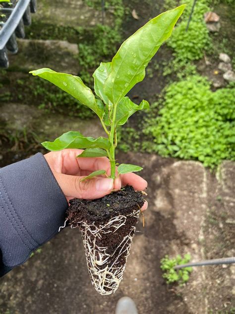 Planta de Maracuyá Croper