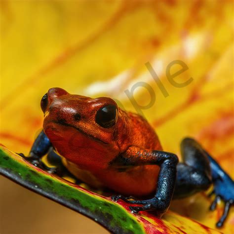 Strawberry Or Blue Jean Poison Dart Frog Photography Art | John Martell ...