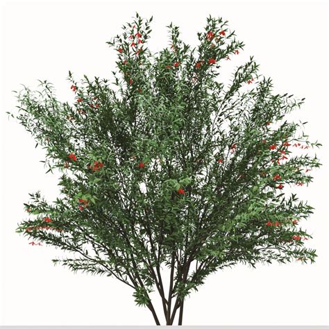 Set Of Punica Granatum Tree Pomegranate Tree 3D Model For VRay VRay