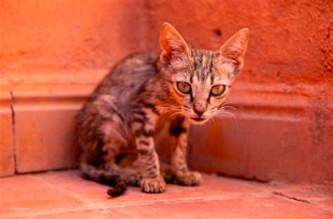 Porqué mi gato esta muy delgado Causas y Solución