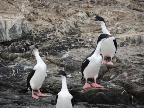 Phalacrocorax Atriceps Aves Fin Del Mundo Tierra Del Fuego