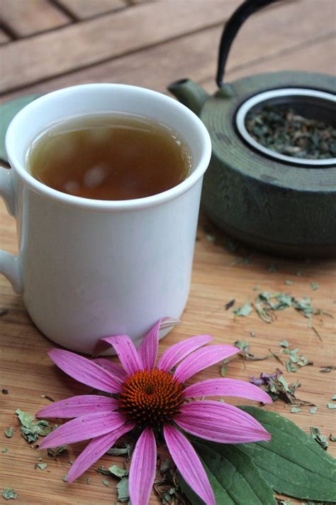 How To Make The Perfect Cup Of Echinacea Tea Recipe Echinacea Tea