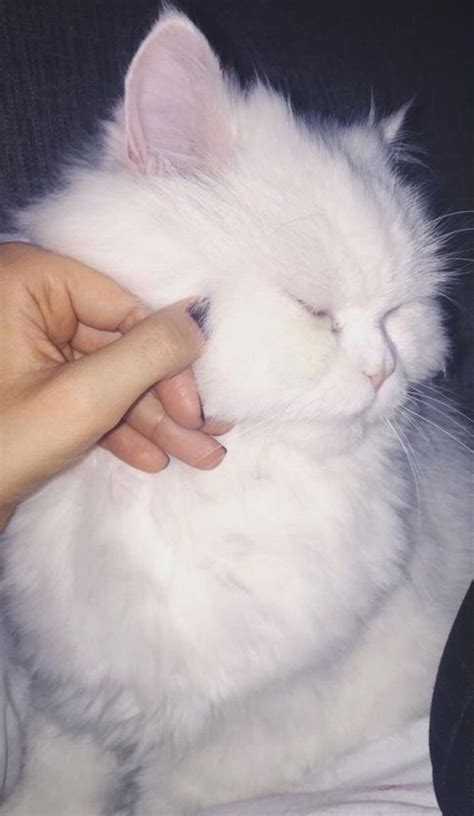 Persian Cats | Puppy Cats | Pet Cats | Beautiful Cats | Pretty cats ...