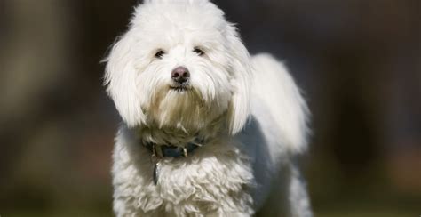 Coton de Tulear Dog Breed Information | Breed Advisor