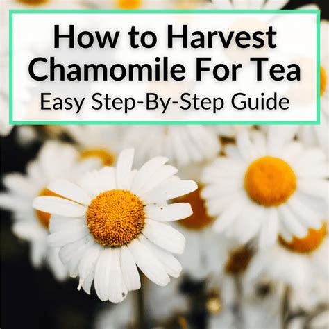 How To Harvest Chamomile For Tea Easy Step By Step Guide