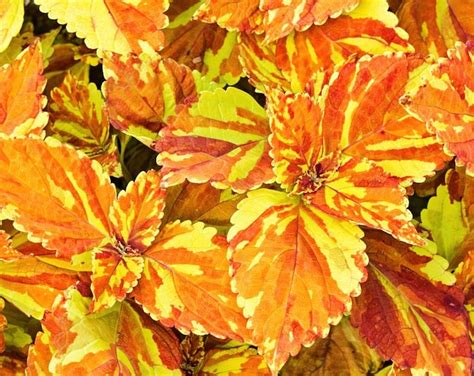 Coleus Golden Freckles X5 Or X1 Live Plant Plugs Grow Your Own Garden