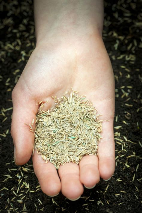 How To Get Grass Seed To Grow Thick And Fill In Fast