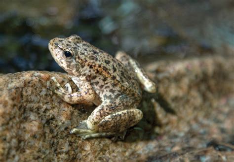 Mountain Yellow Legged Frog 101 Physical Characteristics Habitat