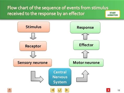 Stimulus Response Diagram