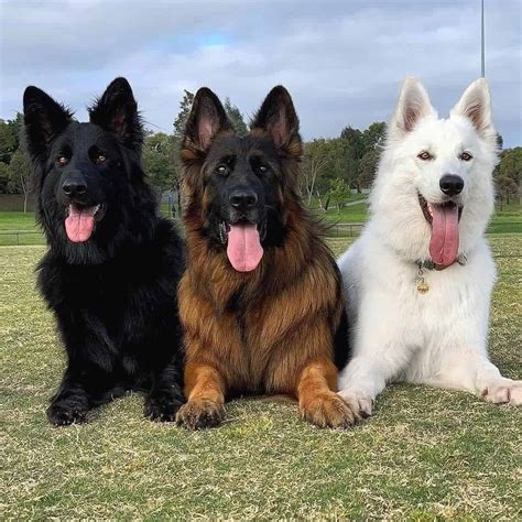 Top 5 White German Shepherd Breeders In The U.S.