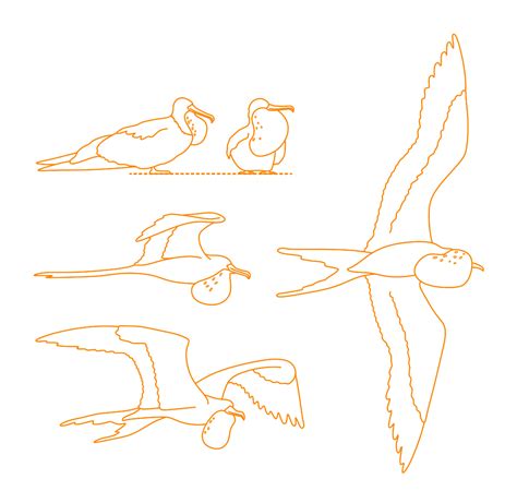 Plains Zebra Equus Quagga Dimensions Drawings Dimensions