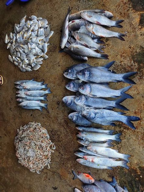 Different Types of Fish Arranged in Line in Indian Fish Market for Sale HD Stock Photo - Image ...