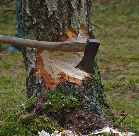 Árbol Cortado Hacha Madera Foto Gratis En Pixabay