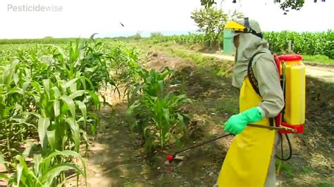 Knapsack Spraying Maize Youtube