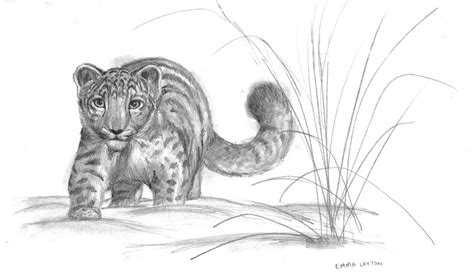 Snow Leopard Cub By Nobodysghost On Deviantart