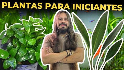 PLANTAS DE AQUÁRIO PARA INICIANTES Mr Betta YouTube