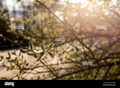 Spring Nature Background With Pussy Willow Branches Rural Landscape In Latvia Pussy Willow At