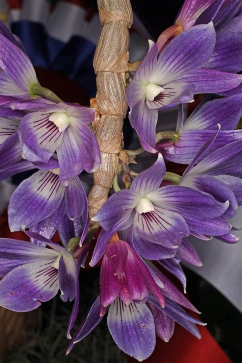 Dendrobium Victoriae Reginae Orchidaceae Image At Phytoimages