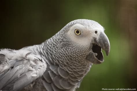 Interesting Facts About Grey Parrots Just Fun Facts