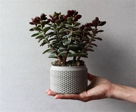 Geometric Concrete Planter Round Pattern Concrete Planter - Etsy