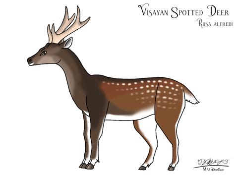 Visayan Spotted Deer by Ognimdo2002 on DeviantArt