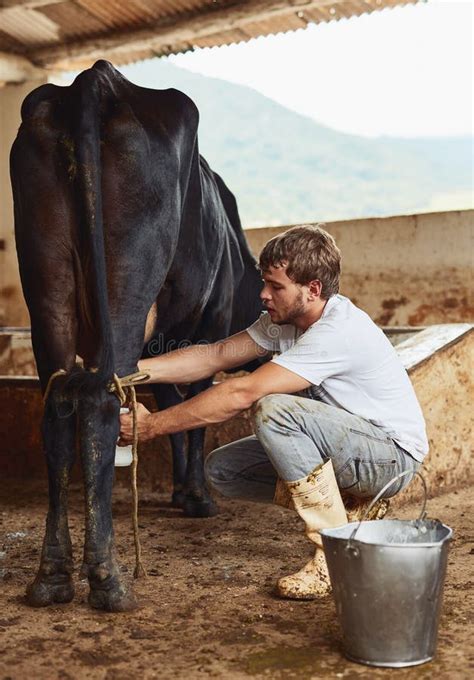 Milking A Cow Full Length Shot Of A Young Male Farmhand Milking A Cow