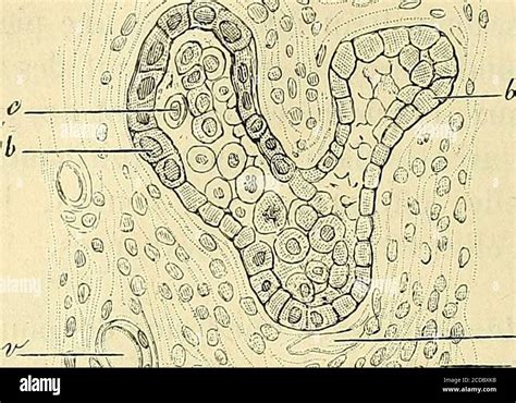 Manuel D Histologie Experimentale Tubercules Gu Ris Si Cela Est