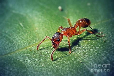 Myrmica Rubra Formicidae Common Red Ant Insect Photograph By Frank Ramspott Pixels